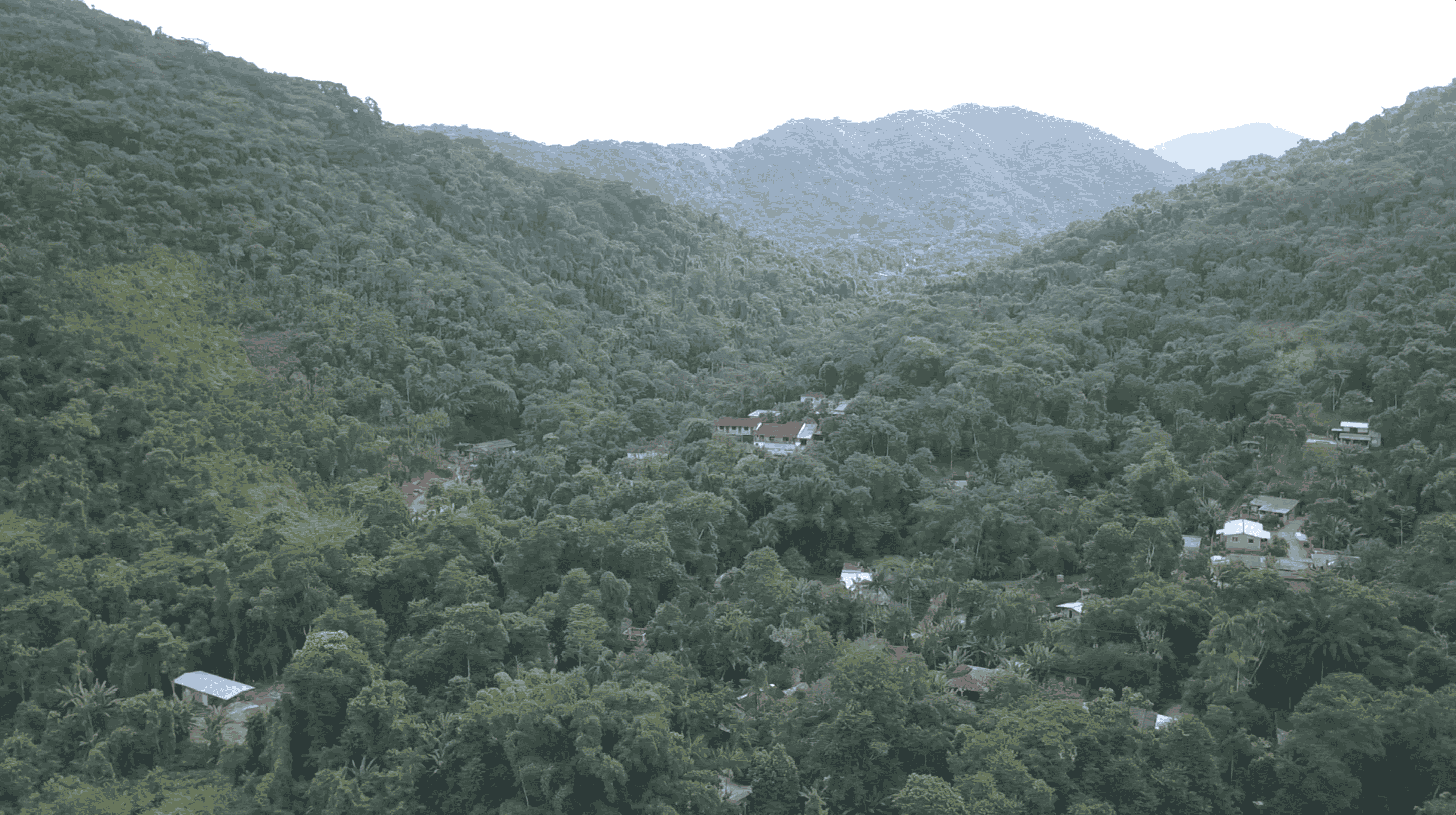 floresta