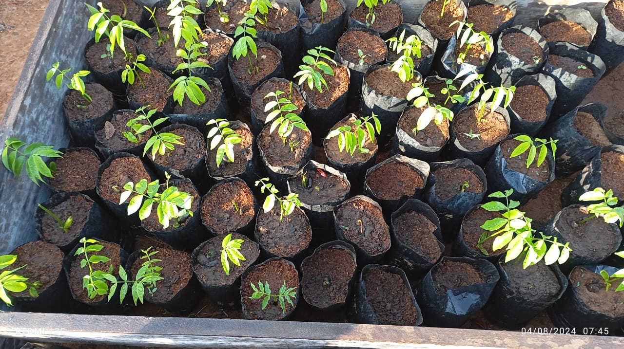 mudas de planta